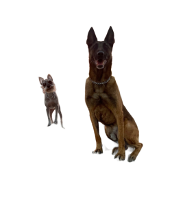 Dog Trainer in San Antonio, TX: How to Choose the Right One in 2026