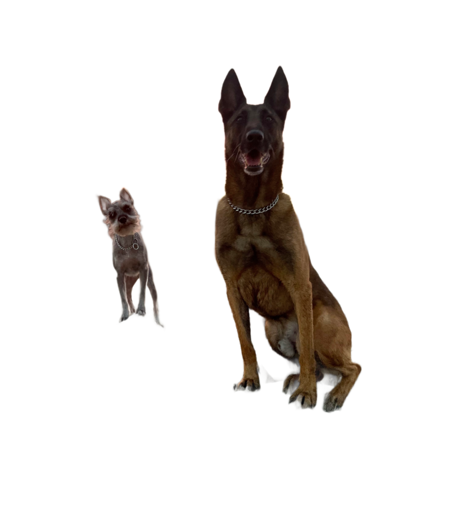 Dog Trainer in San Antonio, TX: How to Choose the Right One in 2026