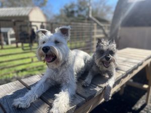 Dog Obedience Training in San Antonio, TX: From Basic Commands to Advanced Behavior