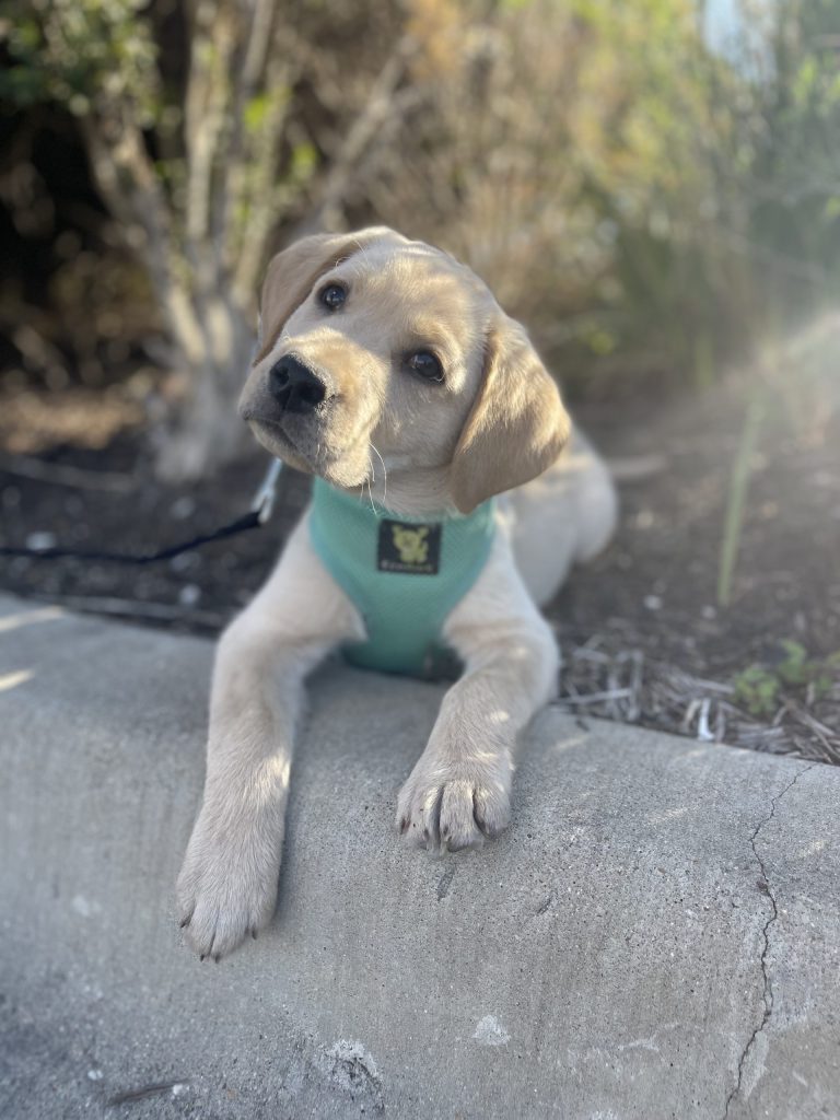 Veteran-Owned Dog Training in San Antonio: What It Means for Your Dog's Results
