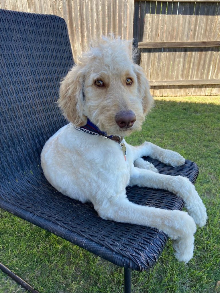 Why Balanced Training Works for Reactive Dogs
